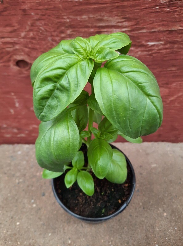 Genovese Basil