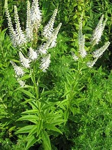 Culver's Root - second year plants
