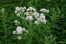 Boneset