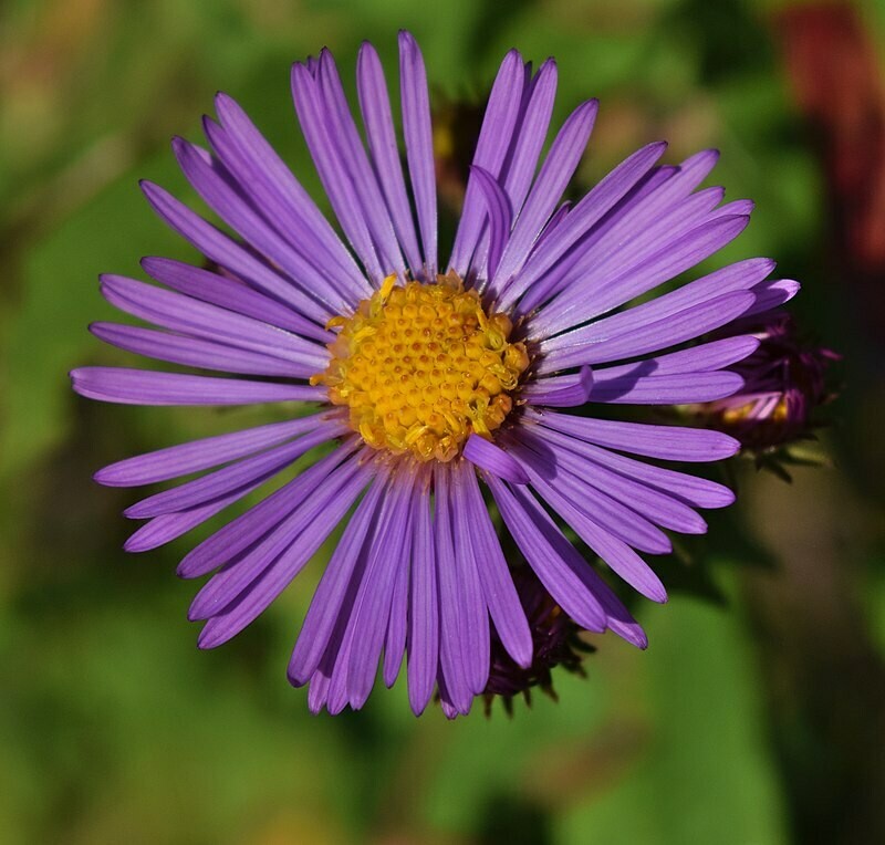 New England Aster - first year plants