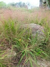 Purple Love Grass - first year plants