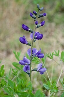 Blue Wild Indigo - Second year plants.