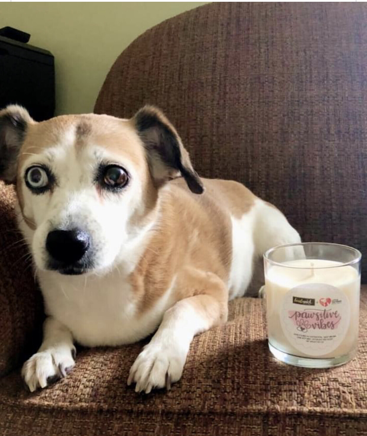 Pawsitive Vibes 8.5oz Candle Pawsitive Vibes 8.5oz Candle