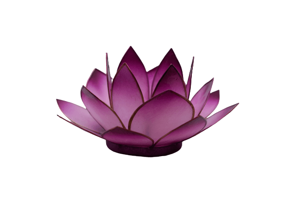 Lotuslicht | lila