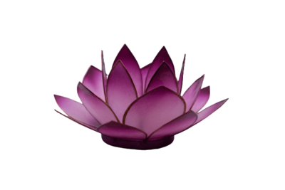 Lotuslicht | lila