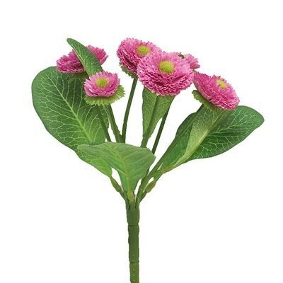 Bellis-Pick, pink