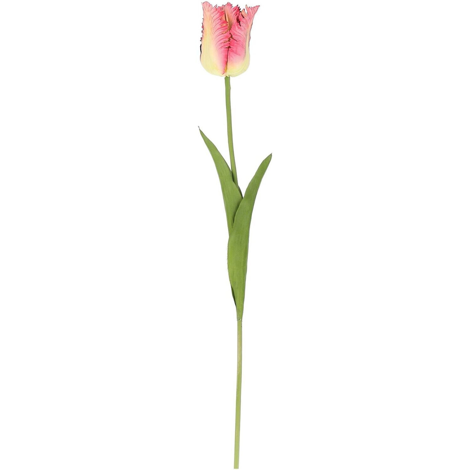 Tulpe