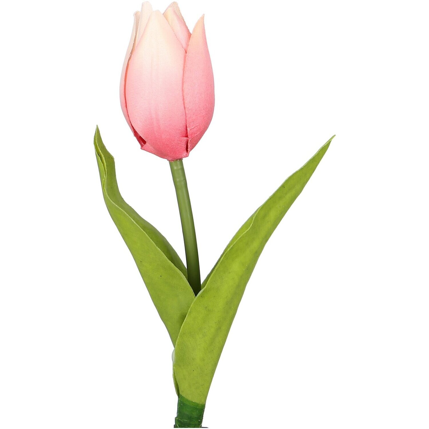 Tulpenpick mit Blättern, leicht geöffnet, hellrosa