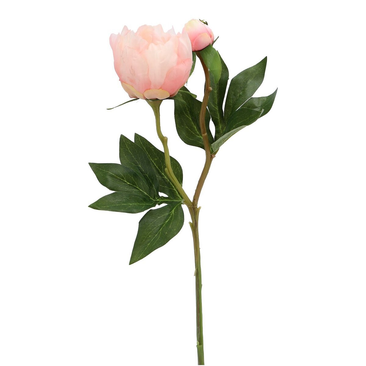 Peonie