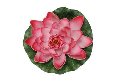 Seerose schwimmend | pink