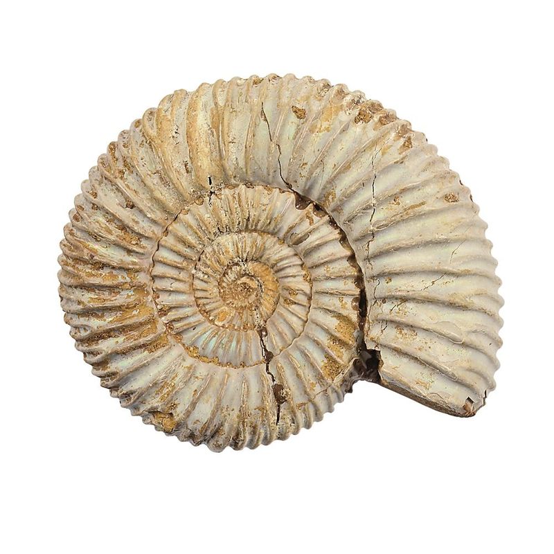 Ammonit (Perisphinctes) roh, 07 - 10cm Ammonit (Perisphinctes) roh, 07 - 10cm
