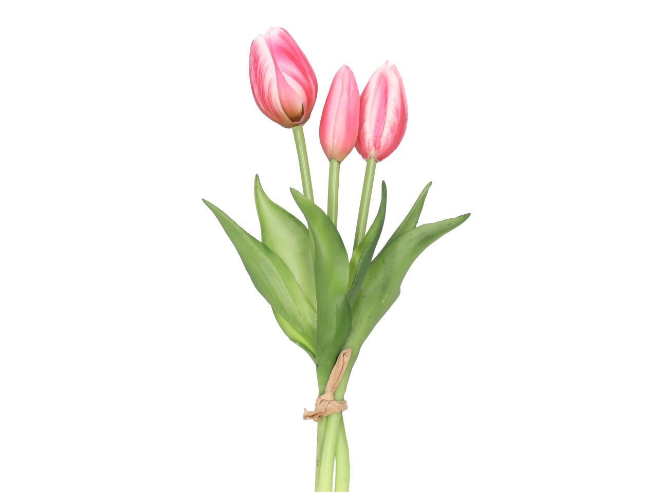 Tulpenbund | pink