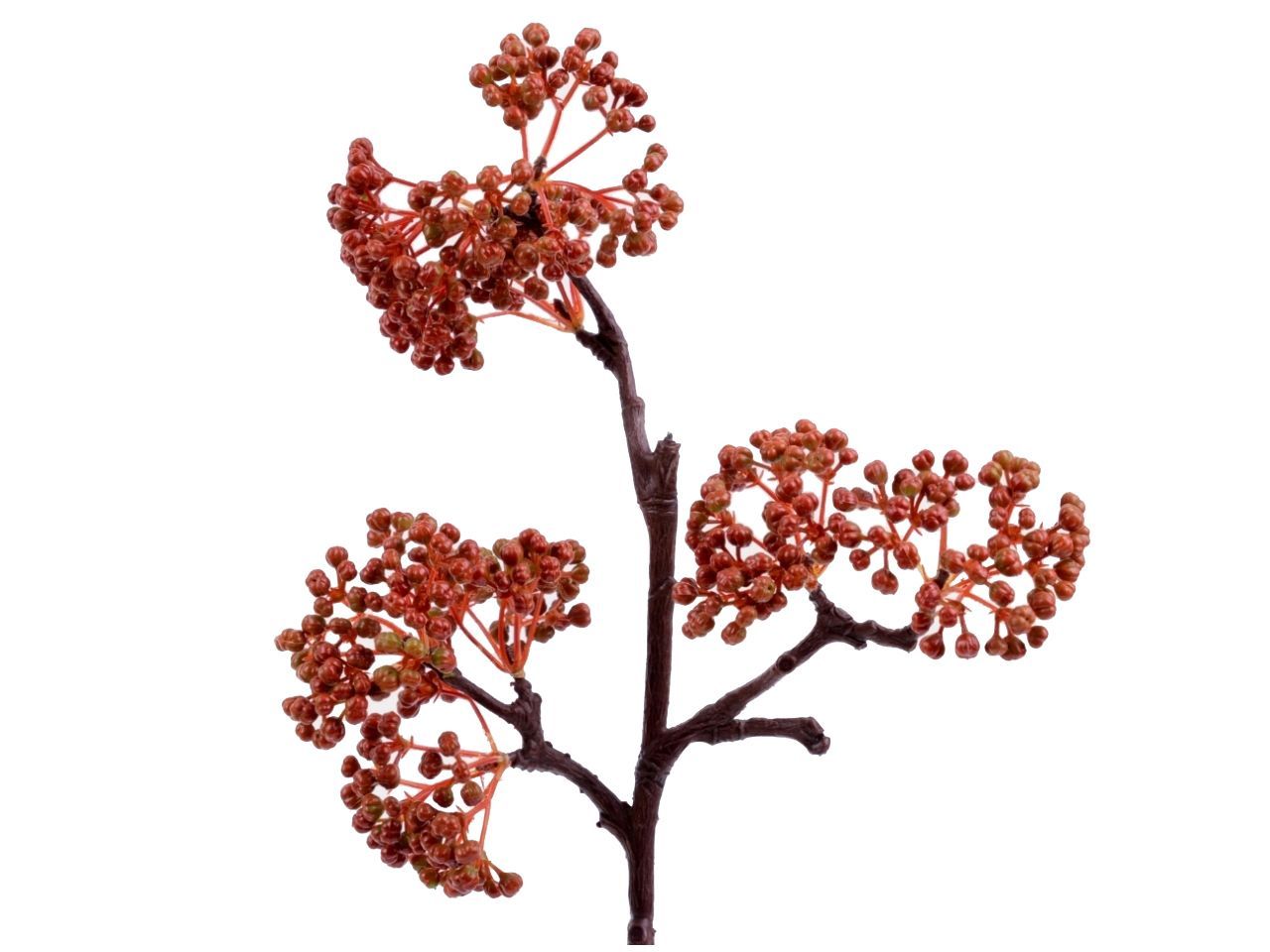 Zweig Eberesche Beeren Zweig Eberesche Beeren