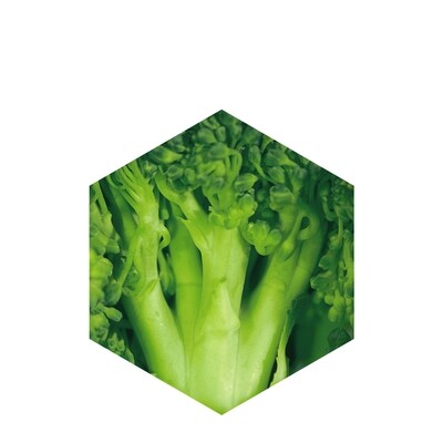 Vitamin E Nicotinate (Tocopheryl Nicotinate)