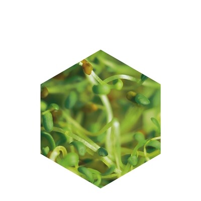 Vegetable Collagen and Elastin