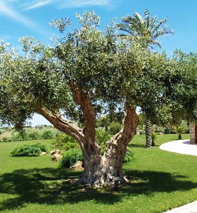 ALBERI