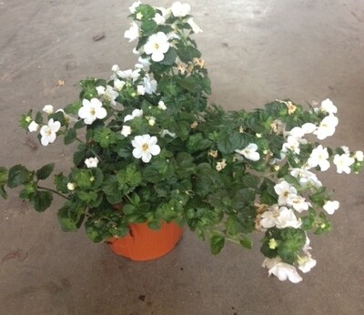 Sutera cordata, Bacopa - vaso Ø13 cm