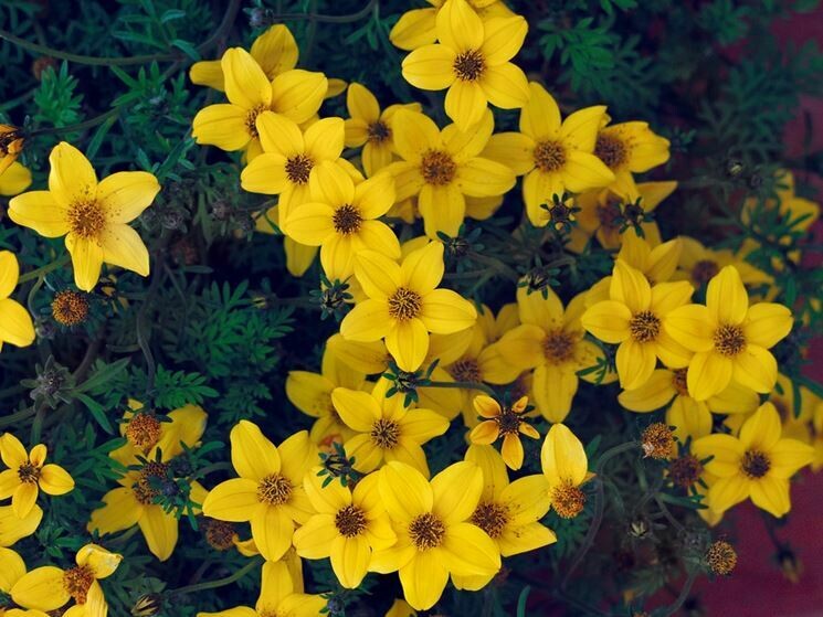 Forbicina, Bidens - vaso Ø14 cm