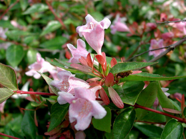 Abelia × grandiflora 'Edward Goucher' Vaso 24 Cm