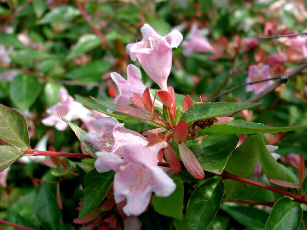 Abelia Grandiflora &#39;Edward Goucher&#39; - vaso Ø18 cm
