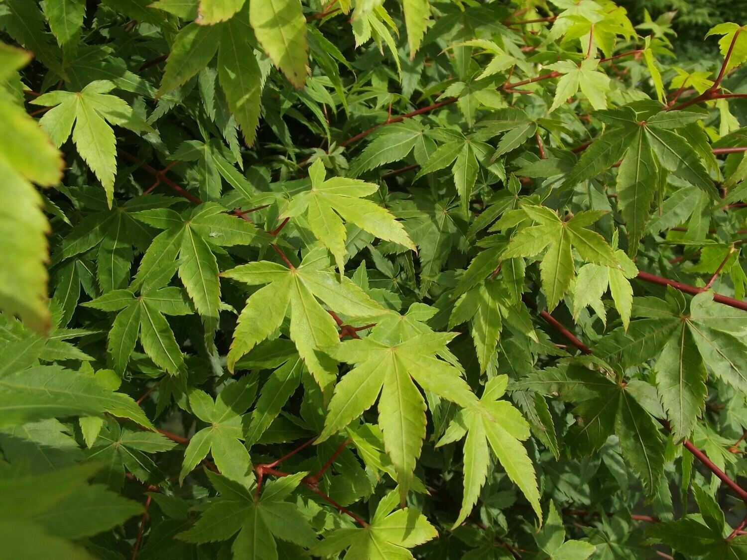 Acero palmato - Piante da Giardino - Caratteristiche acero palmato