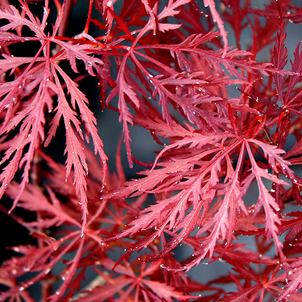 Acer palmatum Dissectum " Stella Rossa " - Acero Giapponese Nano - vaso Ø 28cm H 130cm