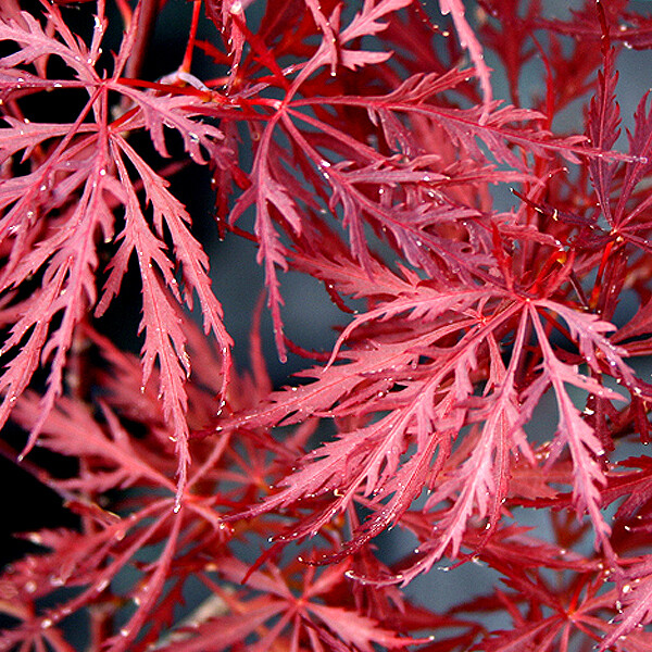 Acer palmatum &#39;Dissectum Atropurpureum&#39;, Acero Giapponese Nano Palmato Stella Rossa - vaso Ø20 cm H 80/90cm
