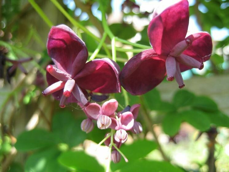 Akebia quinata - vaso Ø14 cm