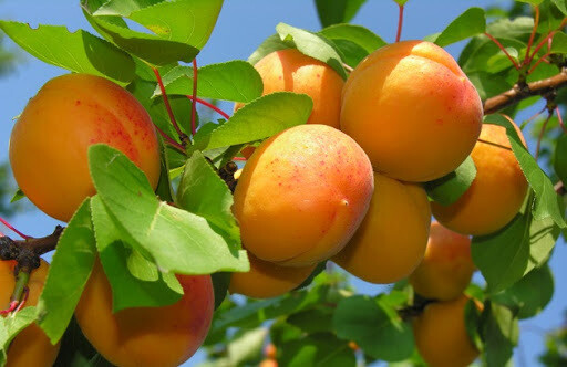 Albicocco Portici, Prunus Armeniaca &#39;Portici&#39; - vaso Ø25 cm