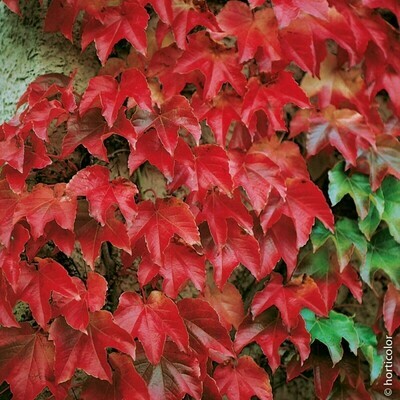 Vite americana, Partenocissus Veitchii Tricuspidata, Ampelopsis brevipedunculata - vaso Ø18 cm, h 80 cm