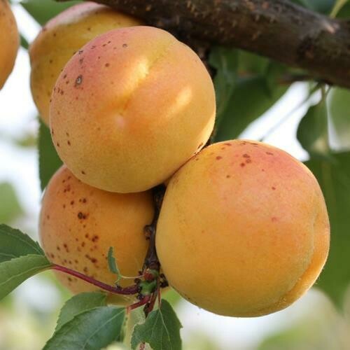 Albicocco San Castrese, Prunus armeniaca &#39;San Castrese&#39; - vaso Ø25 cm
