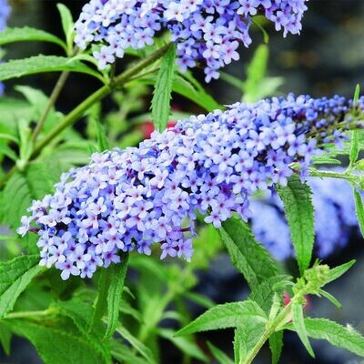 Buddleja davidii 'Nanho Blu', Albero delle farfalle - vaso Ø18 cm