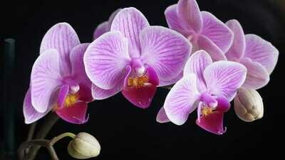 Orchidea farfalla, Phalaenopsis spp. - vaso Ø 12 cm