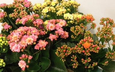 Kalanchoe blossfeldiana &#39;Calandiva&#39; - vaso Ø10.5 cm