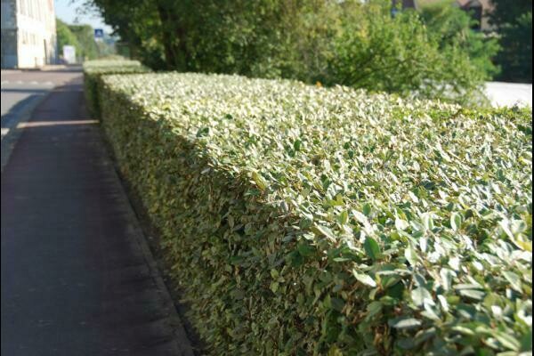 Elaeagnus ebbingei 'Limelight' - Eleagnus - vaso Ø18 cm, H 50/60cm