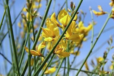 Spartium junceum, Ginestra di Spagna/Ginestra odorosa - vaso Ø 16cm