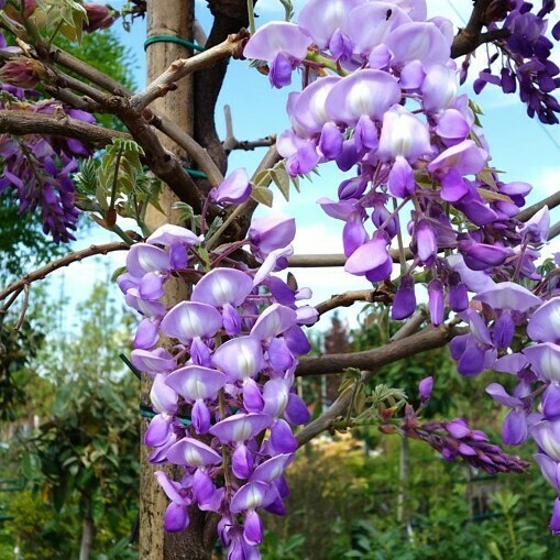Glicine, Wisteria sinensis &#39;Prolific&#39; - vaso Ø24 cm, h 200 cm (innestato)