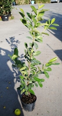 Lauroceraso, Prunus Laurocerasus, Lauro, Siepe - vaso Ø24 cm, h 110-120 cm