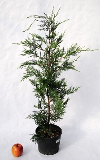 Cipresso Leyland, Cupressocyparis leylandii - vaso Ø18 cm, h 80