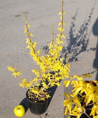 Forsythia x intermedia &#39;Lynwood&#39; - vaso Ø18 cm