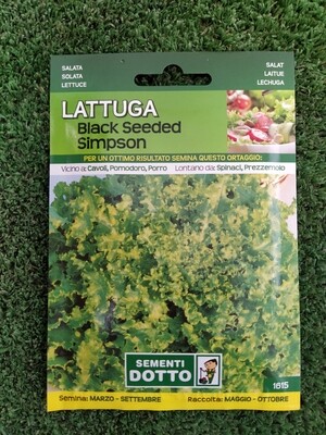LATTUGA BLACK SEEDED SIMPSON BUSTA SEMI
