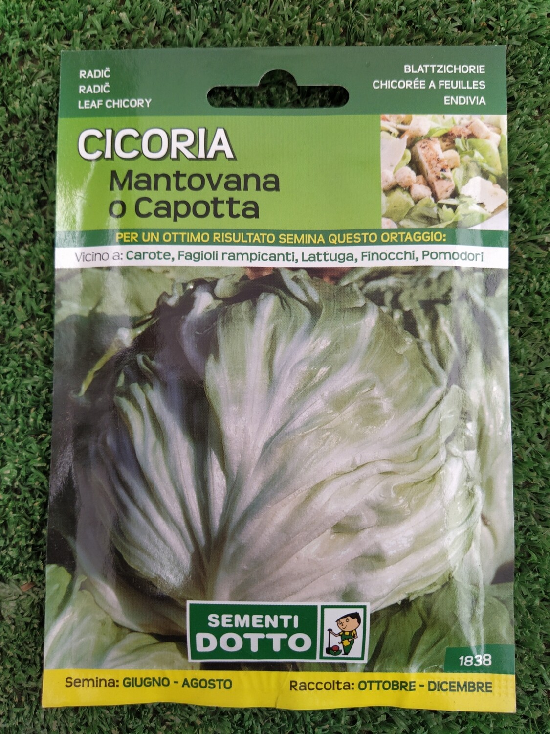 Cicoria Mantovana - Busta semi