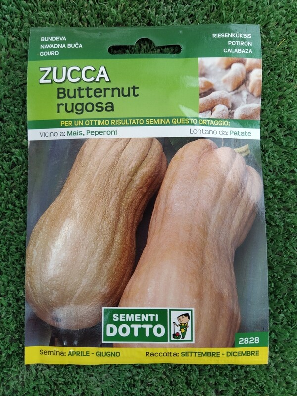 Cucurbita moschata, Zucca Butternut - Busta semi
