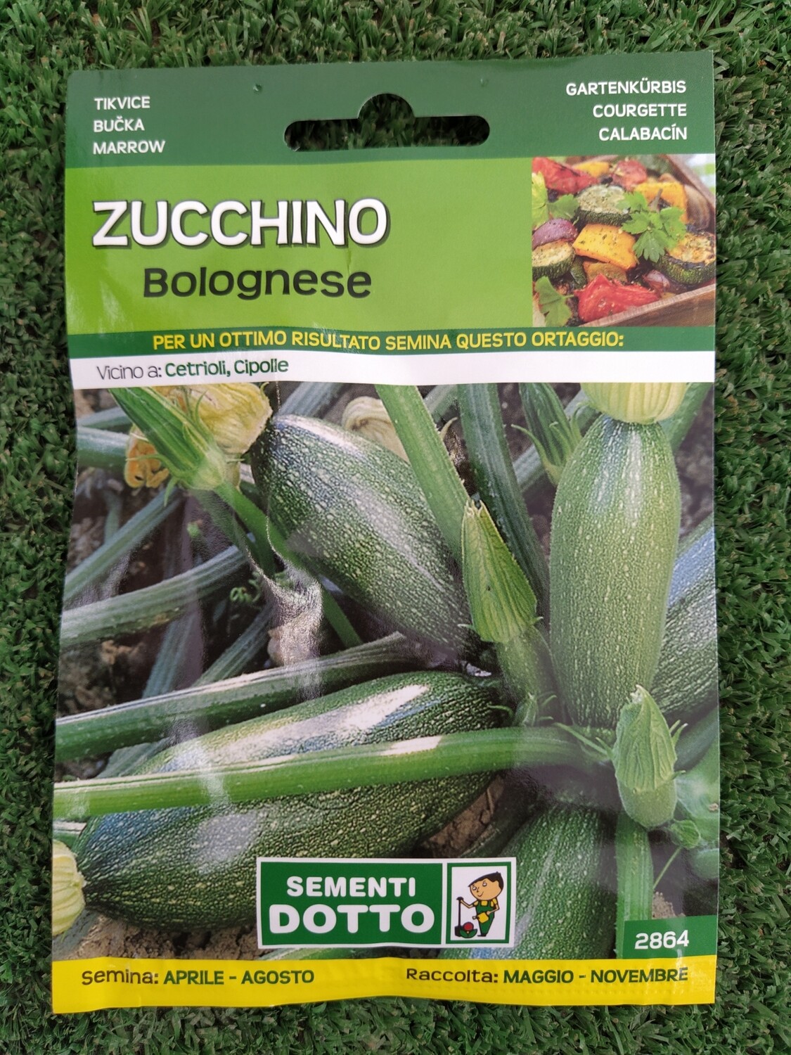 Cucurbita pepo, Zucchina Bolognese/Zucchino - BUSTA SEMI