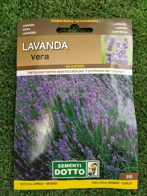 Lavandula angustifolia, Lavanda vera - Busta semi