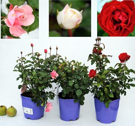 ROSAIO Grand Fiore v24 scegli la varieta Rosa Rose