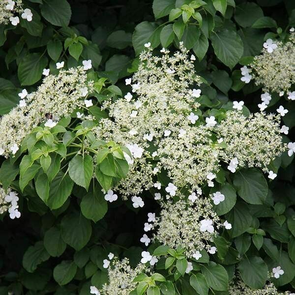 Hydrangea anomala subsp. petiolaris, Ortensia rampicante - vaso 14x14x17 cm