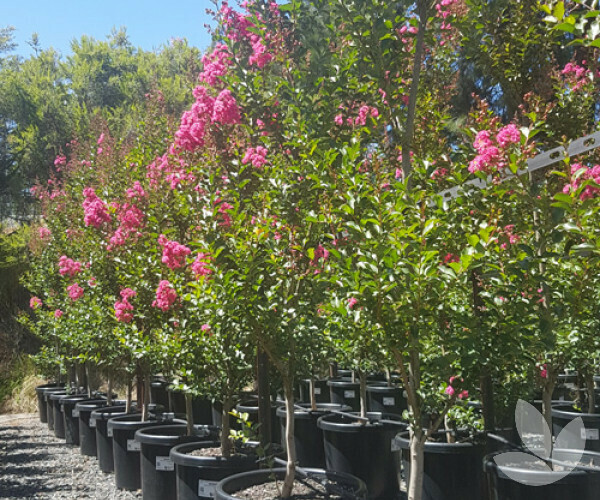Lagerstroemia indica, Mirto crespo (Alberetto) - vaso Ø50 cm