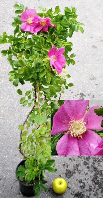 Rosai Rugosa Bianca E Rosavp 17 Rosa Rose