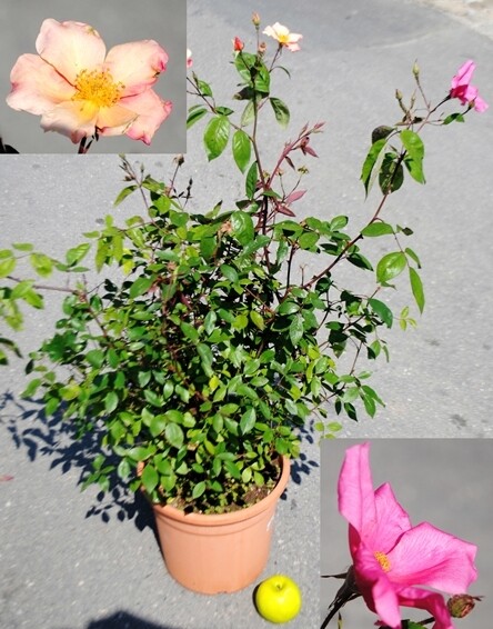 Rosa Rose Mutabilis vaso 24